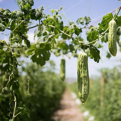 thumbnail for publication: Diseases of Bitter Melon in South Florida